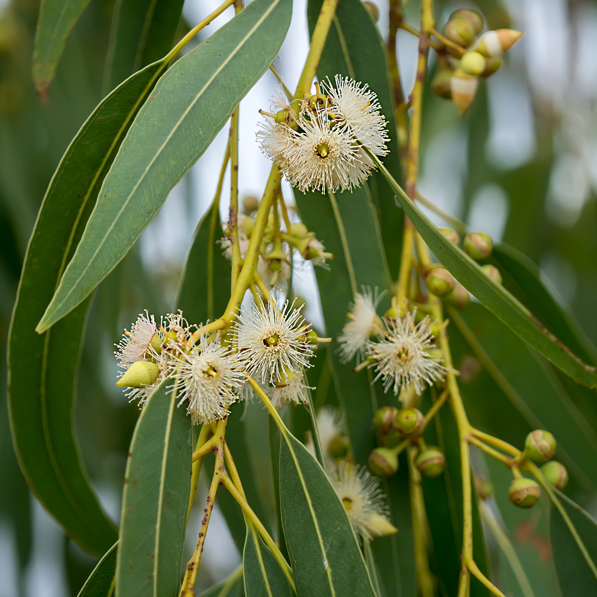 Globulus Eucalyptus