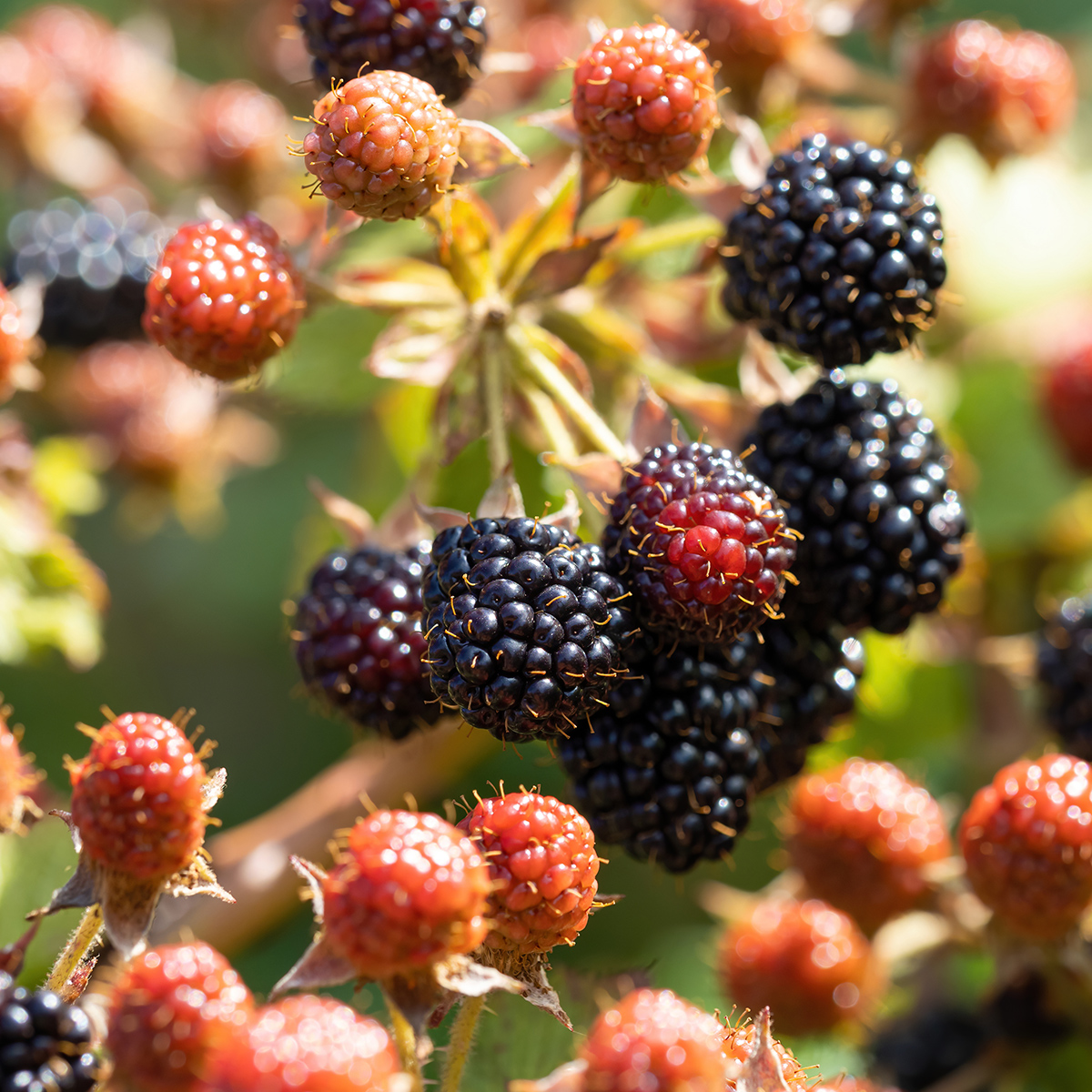 Unripe blackberries.
