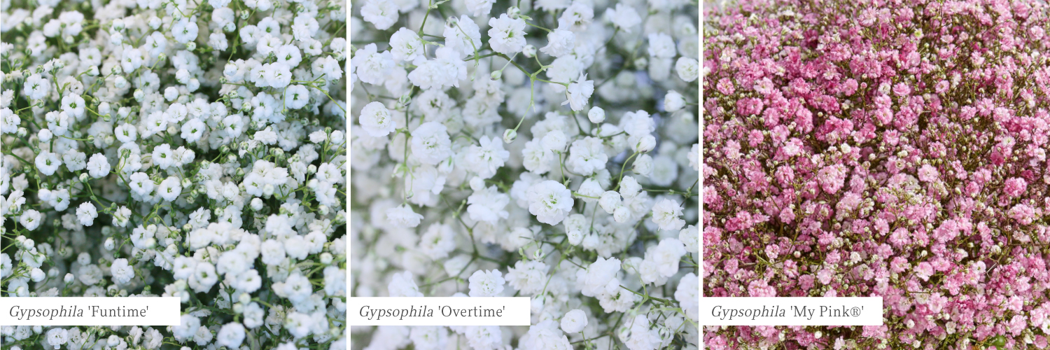 Gypsophila Million Star, Baby's Breath Million Stars