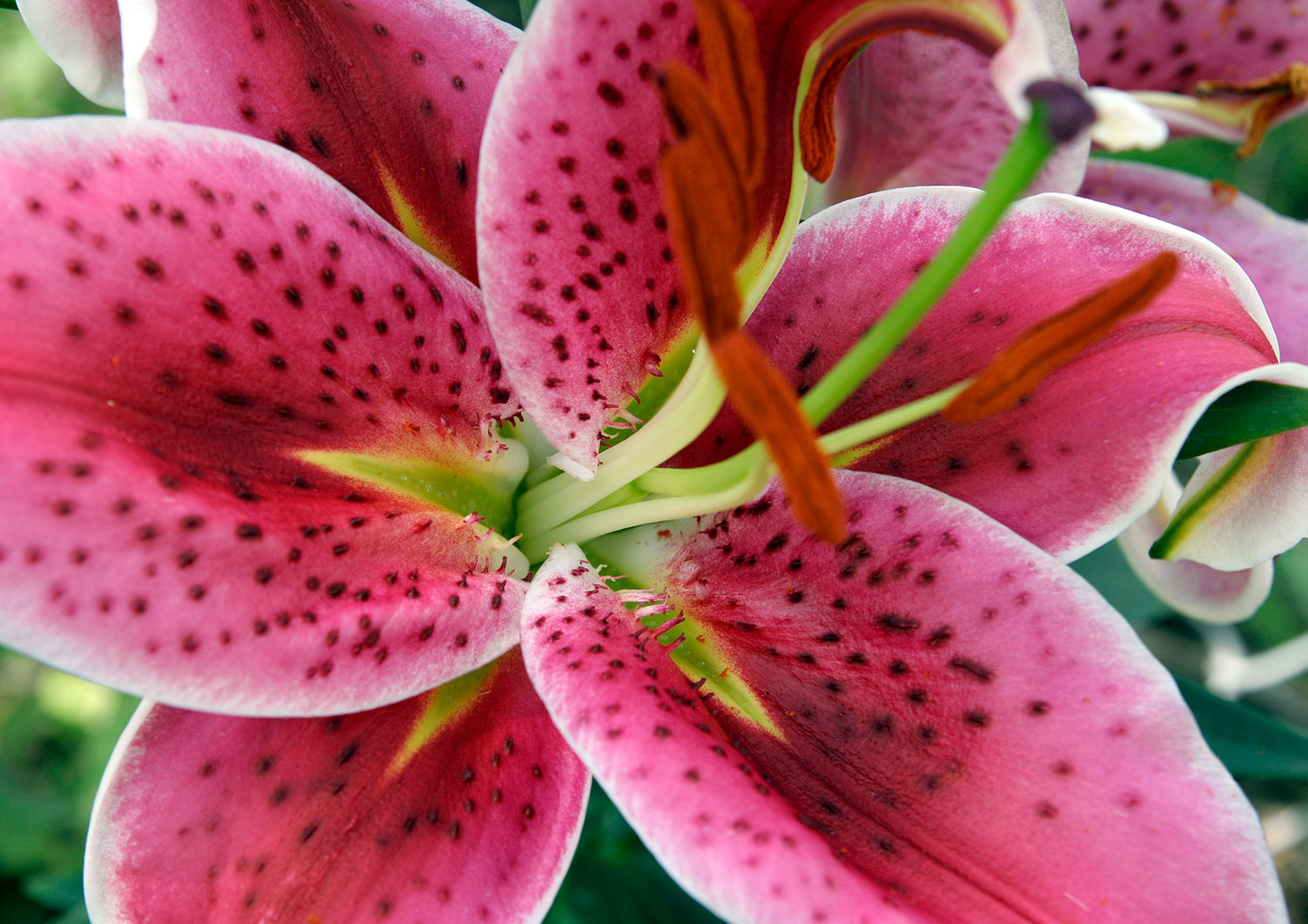 Sande Flowers Oriental Lily